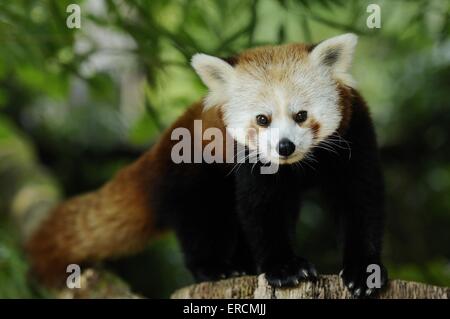 kleinere panda Stockfoto