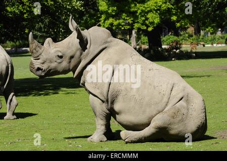 Quadrat-lipped rhino Stockfoto