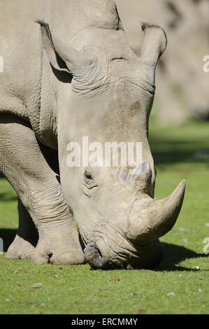 Quadrat-lipped rhino Stockfoto