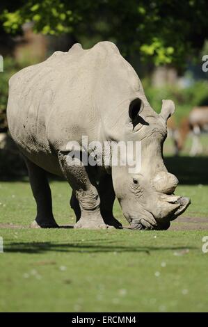 Quadrat-lipped rhino Stockfoto