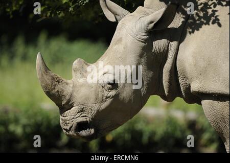 Quadrat-lipped rhino Stockfoto