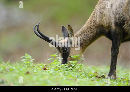 Pyrenäen-Gämse Stockfoto