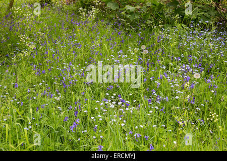 Glockenblumen und Vergissmeinnicht Blumen, England, UK Stockfoto