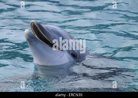 Flasche – Nosed dolphin Stockfoto