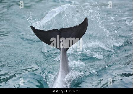 Flasche – Nosed dolphin Stockfoto