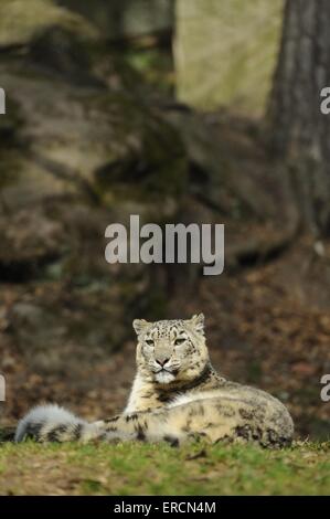 Snow leopard Stockfoto