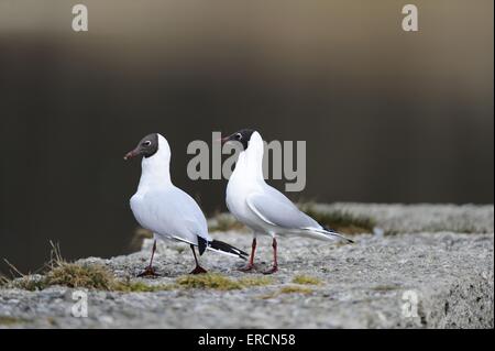 gemeinsamen Lachmöwen Stockfoto