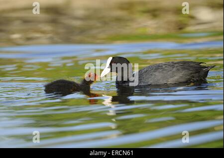 Eurasische schwarz Blässhühner Stockfoto