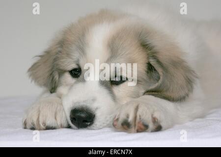 Pyrenäen-Berg-Hund-Welpe stehend Stockfoto