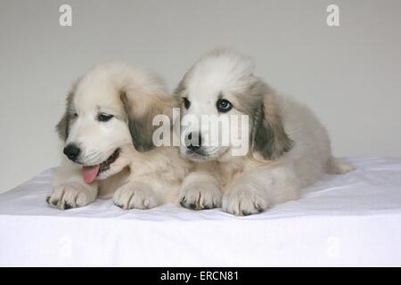 Pyrenäen-Berg-Hund-Welpe stehend Stockfoto