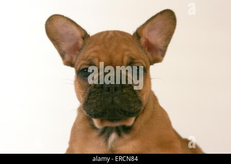 französische Bulldogge Stockfoto