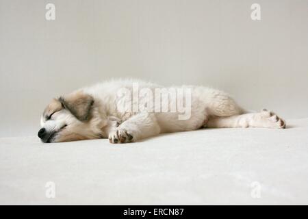 Pyrenäen-Berg-Hund-Welpe stehend Stockfoto