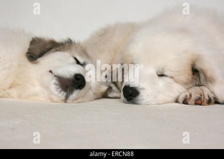 Pyrenäen-Berg-Hund-Welpe stehend Stockfoto