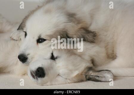 Pyrenäen-Berg-Hund-Welpe stehend Stockfoto