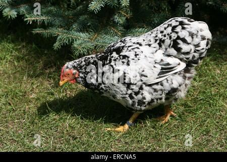 Hausgeflügel Stockfoto