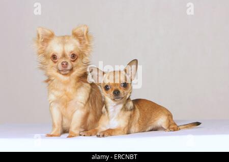 2 chihuahuas Stockfoto