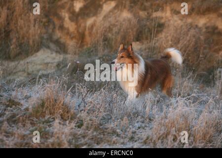 amerikanische collie Stockfoto