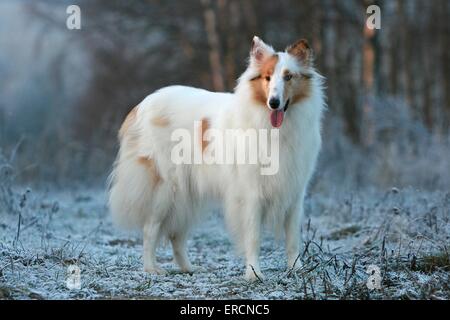 amerikanische collie Stockfoto