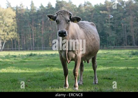 Charolais-Rindern Stockfoto