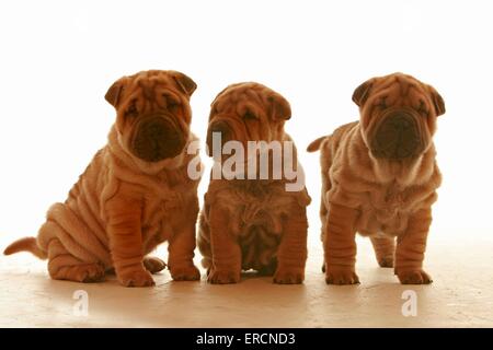 Shar Pei Welpen Stockfoto
