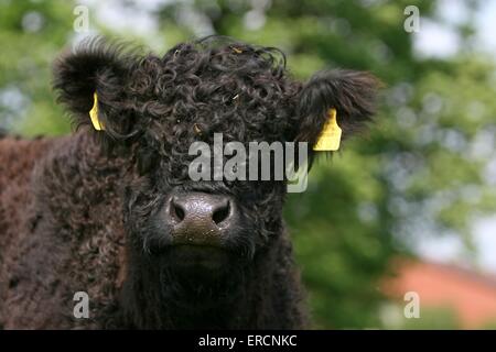 Galloway-Portrait Stockfoto