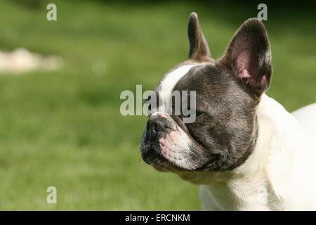 Französische Bulldogge Portrait Stockfoto