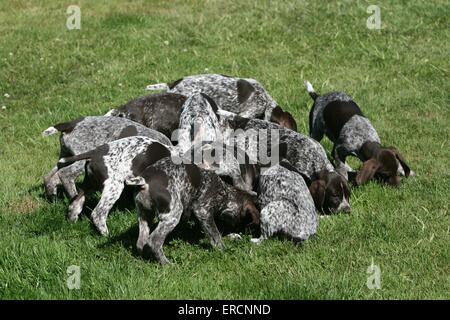 Deutscher Kurzhaariger Vorstehhund Stockfoto