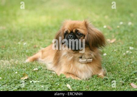 Pekingese auf Wiese Stockfoto