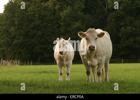 Charolais Stockfoto