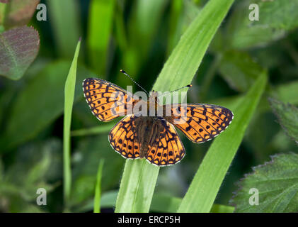 Kleine Perle-umrandeten Fritillary. Bentley Holz, West Tytherley, Hampshire, England. Stockfoto