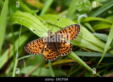 Kleine Perle-umrandeten Fritillary. Bentley Holz, West Tytherley, Hampshire, England. Stockfoto