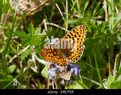 Pearl - grenzt Fritillary nectaring auf Bugle. Bentley Holz, West Tytherley, Hampshire, England. Stockfoto