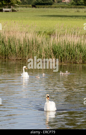 Eine Familie von Schwänen und Cygnets auf der Themse in Wallingford, Oxfordshire UK Stockfoto