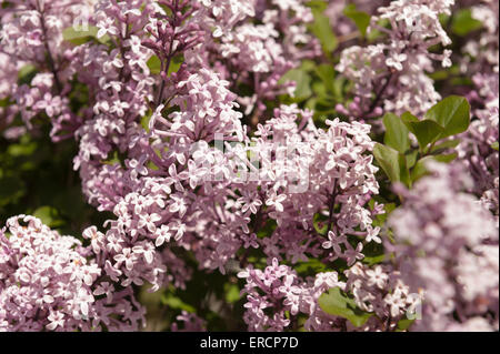 Reichlich Blüten und Blumen von einer Miniatur lila Baum Strauch Syringa Meyeri Palibin Zwerg koreanische Flieder Stockfoto