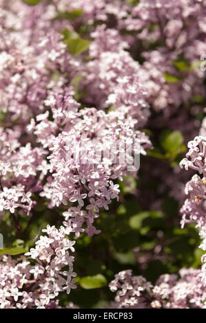 Reichlich Blüten und Blumen von einer Miniatur lila Baum Strauch Syringa Meyeri Palibin Zwerg koreanische Flieder Stockfoto