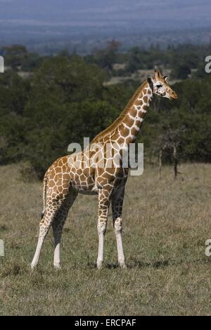 netzartige giraffe Stockfoto