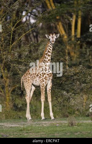 Masai-giraffe Stockfoto