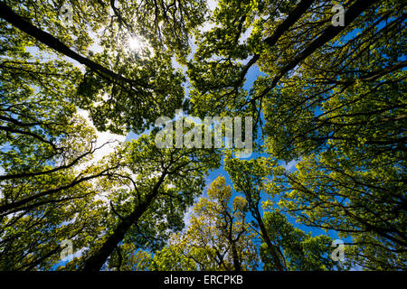 Eiche im Baldachin in den Ercall Wäldern, Shropshire, England. Stockfoto