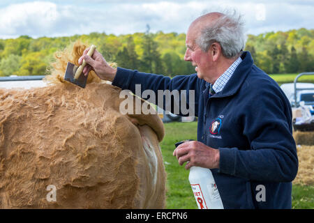 Landwirt, kämmen das Fell auf dem Back-End einer Kuh in der Vorbereitung für eine Ausstellung in einem Land Fair, Drymen, Glasgow, Scotland, UK Stockfoto