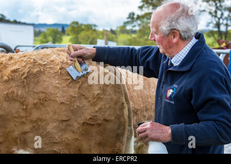 Landwirt, kämmen das Fell auf dem Back-End einer Kuh in der Vorbereitung für eine Ausstellung in einem Land Fair, Drymen, Glasgow, Scotland, UK Stockfoto