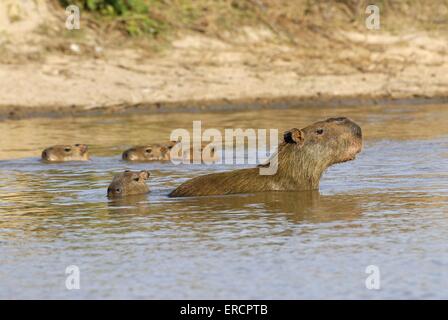 Wasserschweine Stockfoto