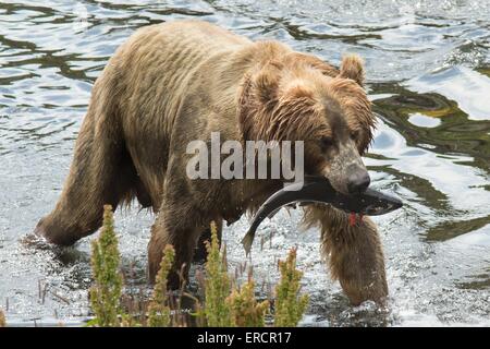 Ein Alaska Kodiak Braunbär fängt einen Sockeye Lachs in Kodiak Wildlife Refugee in Alaska. Stockfoto