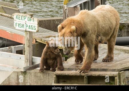 Ein Alaska Kodiak Braunbär säen mit ihren jungen entlang Frazer Lake in Kodiak Wildlife Refugee in Alaska. Stockfoto