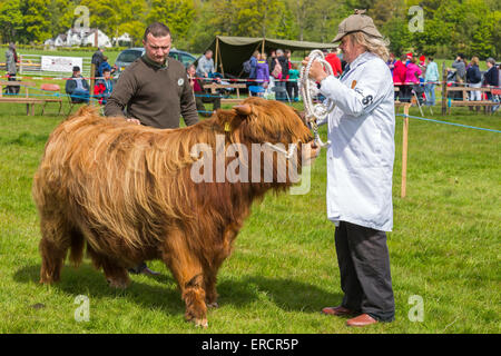 Richter am Land fair in Drymen in der Nähe von Glasgow prüfen und untersuchen eine Highland-Kuh, Drymen, Glasgow, Schottland, Vereinigtes Königreich Stockfoto