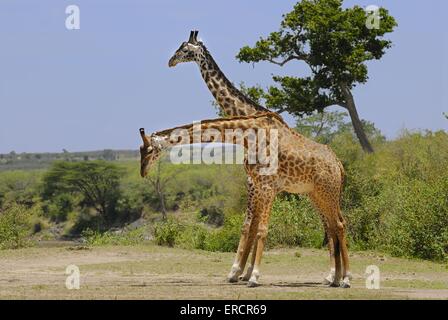 Masai-Giraffen Stockfoto