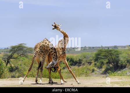 Masai-Giraffen Stockfoto