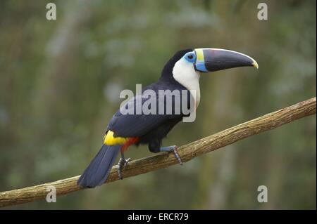 rot-billed Tukan Stockfoto