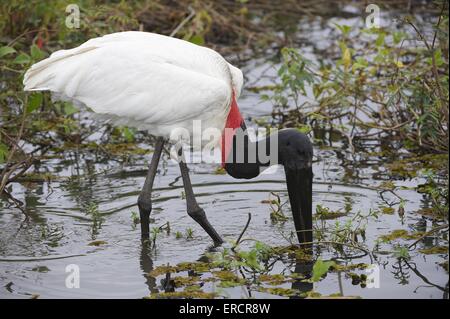 Jabiru Stockfoto