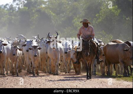 Cowboys und Rinder Stockfoto