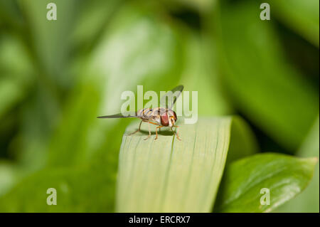 neu entstanden junge männliche Hoverfly oft fälschlicherweise als eine Biene oder Wespe, die es mit schwarzen und gelben Streifen ähnelt Stockfoto